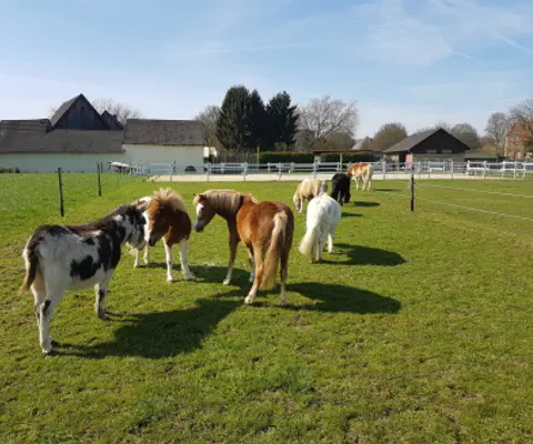 Mehrere Ponys grasen auf einer Wiese vor Hofgebäuden.