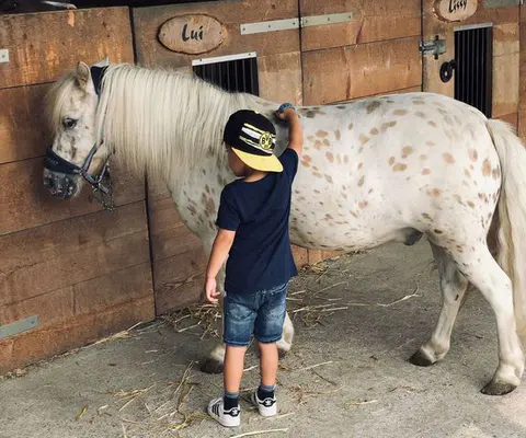 Ein Kind streichelt ein geflecktes Pony im Stall.