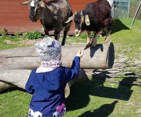 Ein Kind füttert zwei Ziegen über einen Baumstamm hinweg.