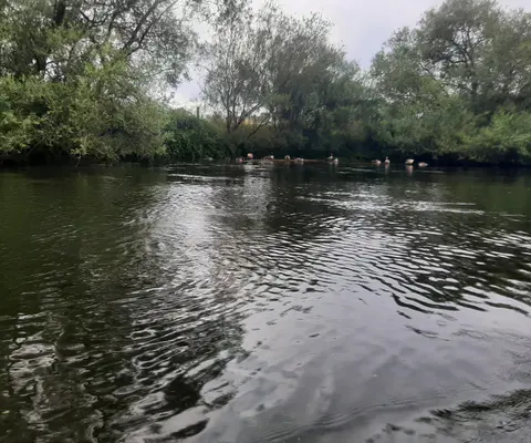 Dichtes Grün säumt den Fluss an einem stillen Uferabschnitt.