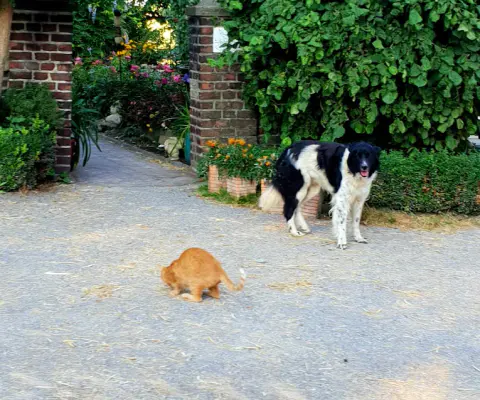 Eine orange Katze und ein schwarz-weißer Hund stehen auf einem Gartenweg.