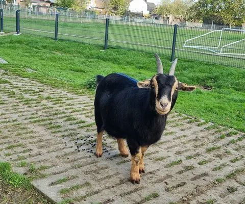 Ein Tier steht draußen auf dem Hof im hellen Außenbereich