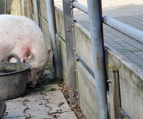 Nahaufnahme eines Schweins im Gehege