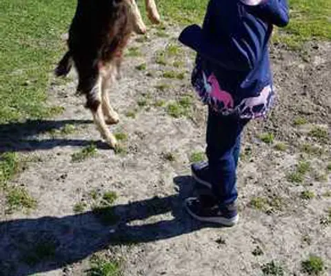 Ein Pony steht im Außenbereich neben dem Hof
