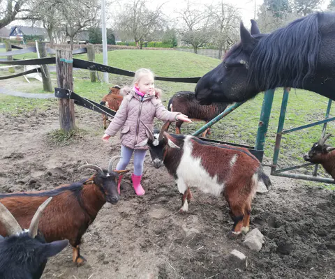Kind und Pferd begegnen sich auf dem Hof
