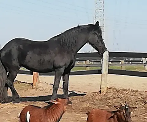 Ein Pferd steht ruhig auf der Weide