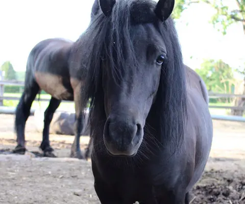 Ein Pferd blickt ruhig in die Kamera