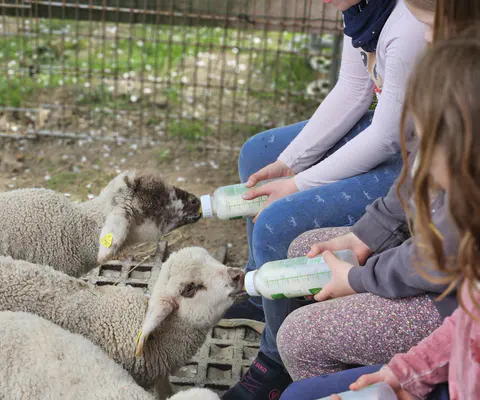 Kinder füttern mehrere Lämmer mit Flaschen im Gehege.