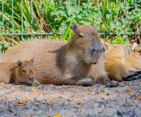Eine Capybara-Familie sitzt dicht beieinander.