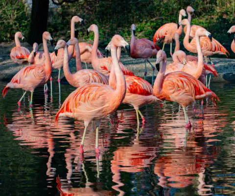 Mehrere Flamingos stehen dicht beieinander im Gehege.