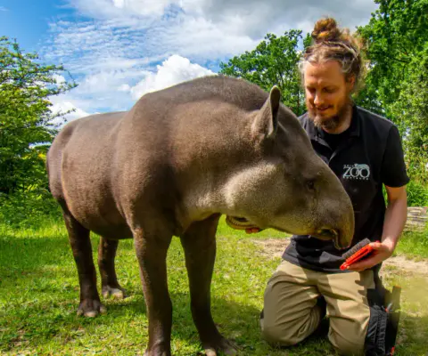 Ein Tierpfleger steht neben einem Tapir im Zoo.
