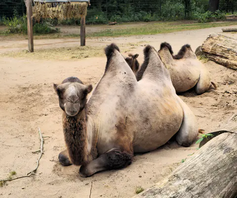 Ein Kamel steht in einer natürlichen Zoo-Umgebung.